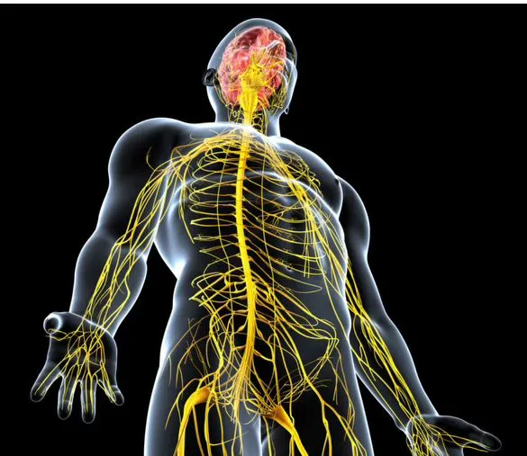 Illustration of the vascular and nervous system